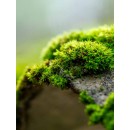 Antimousse fongicide sans rinçage PE Eco R - 5L ou 20L_2_bricozor.jpg DALEP