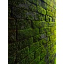 Antimousse fongicide ultra concentré sans rinçage - UC Eco R_bricozor.jpg DALEP