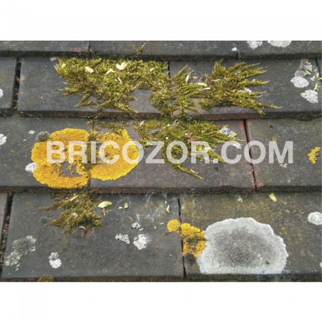 antimousse-toiture-et-murs-batimousse-eco-2115-5l-25m2-dalep-square-1000x1000.jpg DALEP