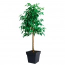 123627-ambiance.jpg EDA PLASTIQUES