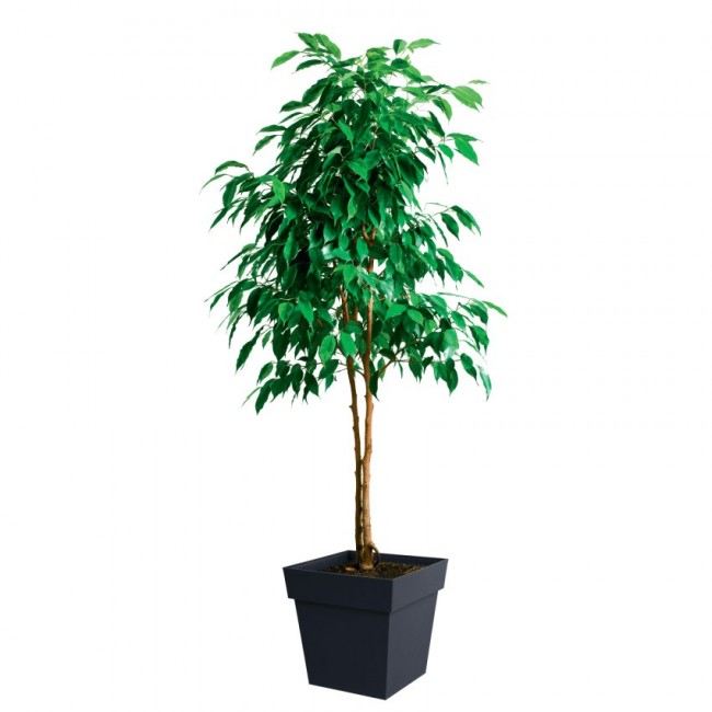 123627-ambiance.jpg EDA PLASTIQUES