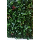 Red Robin Dentelé 003.jpg JET7GARDEN