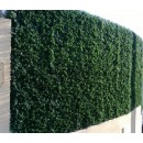 plaque-Thuya-doré.jpg JET7GARDEN