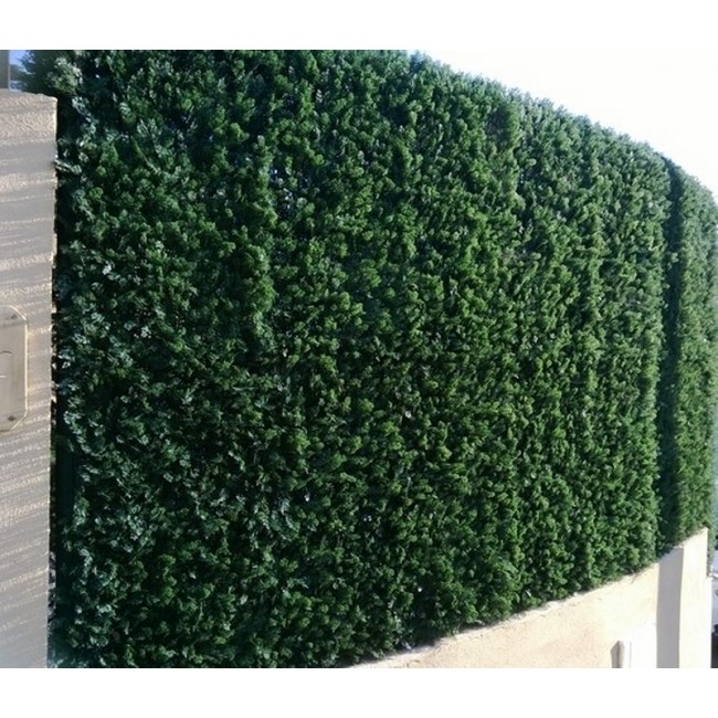 plaque-Thuya-doré.jpg JET7GARDEN