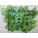 rosier-002.jpg JET7GARDEN