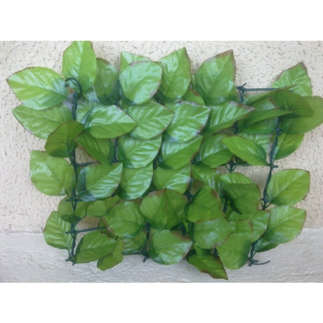 rosier-002.jpg JET7GARDEN