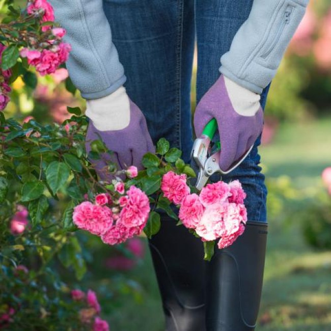 P5130000Violet_3.jpg BLACKFOX