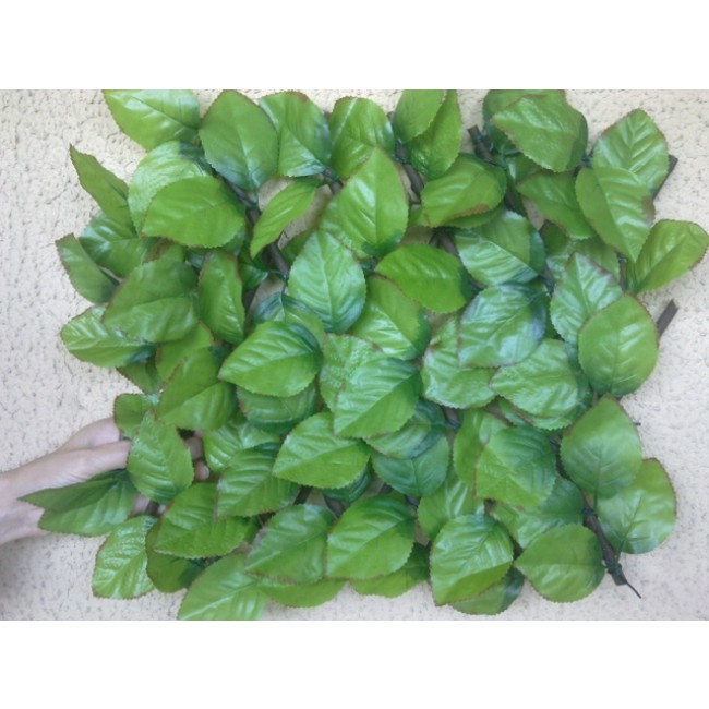 rosier-004.jpg JET7GARDEN