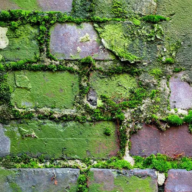 antimousse-DAL138001.jpg DALEP