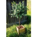 Bac à fleurs en bois carré 23 L Vendôme 40 CERLAND