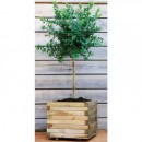 B0281054_amb 2.jpg JARDIPOLYS