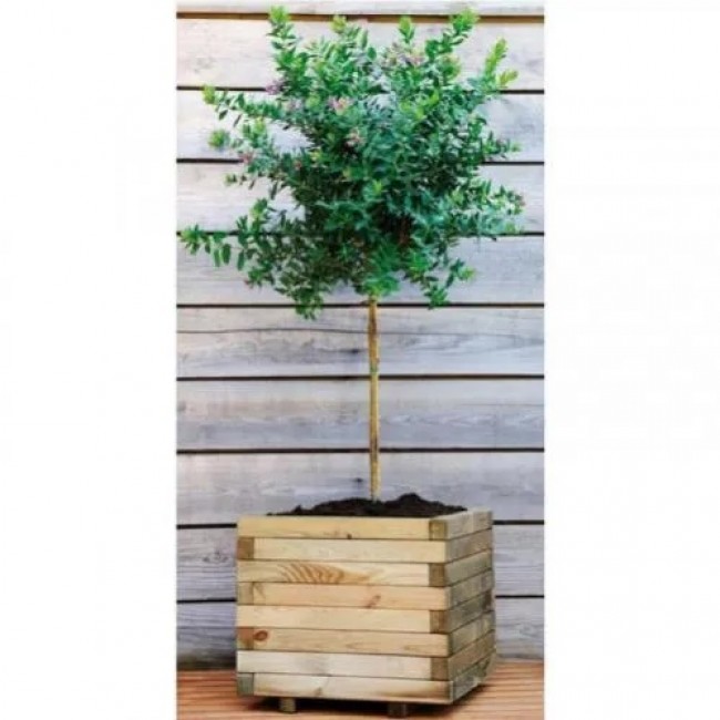 B0281054_amb 2.jpg JARDIPOLYS