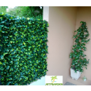 troene 3 b.png JET7GARDEN