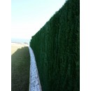 P1000039.JPG JET7GARDEN