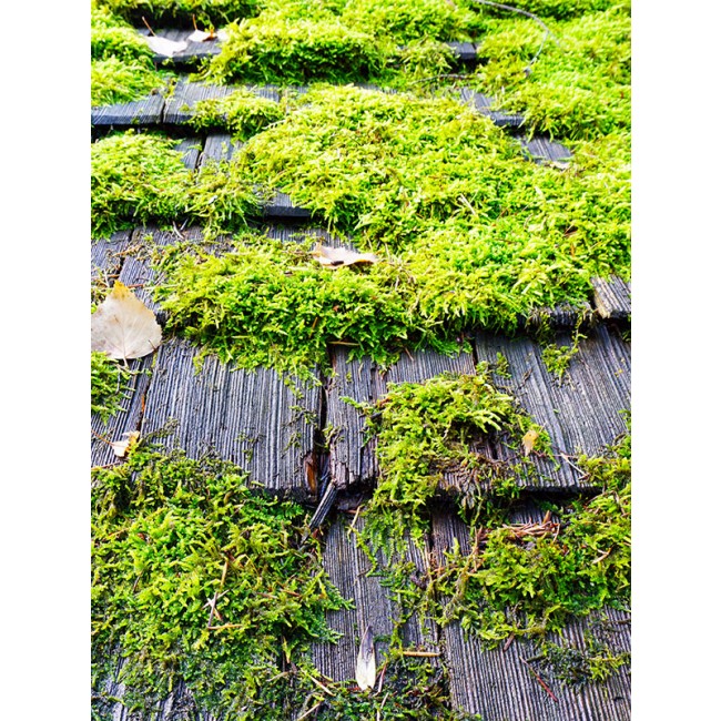 galerie_137_dalep-pe-eco-r.jpg DALEP