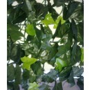 lierre-panache-001.jpg JET7GARDEN