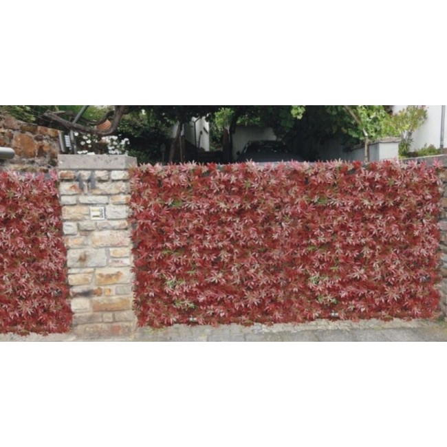 plaque-de-vigne-vierge-rouge.jpg JET7GARDEN