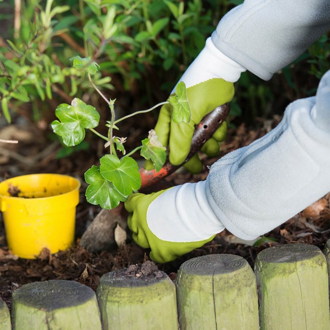 gant_plantation_anis_porte.jpg BLACKFOX