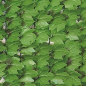 Haie artificielle feuilles de lierre + 12 attaches JET7GARDEN