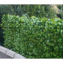 haie-treil-004.jpg JET7GARDEN