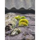 Antimousse fongicide imperméabilisant concentré - D3100 Eco R_2_bricozor.jpg DALEP