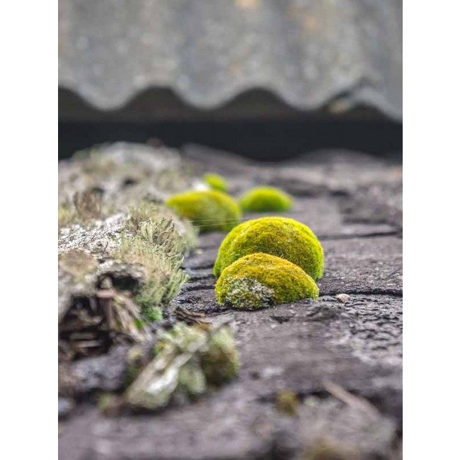 Antimousse fongicide imperméabilisant concentré - D3100 Eco R_2_bricozor.jpg DALEP